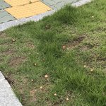 [댓글부탁해] 학교앞 잔디에 <b>버섯</b>자랐는데 집에가져가도댐?