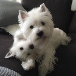 이 강아지 <b>종이</b> 뭐임