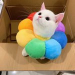 [댓글부탁해] 너네는 얼굴 vs <b>피지컬</b> ㅊㅂ해봐