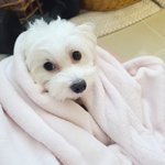 [귀여운동물] 핑크보이 자다놀랐개!!