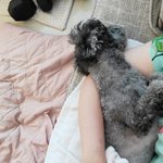 [강아지] 강아지들이 다 이렇게 자나요?