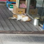 [댓글부탁해] 자기 동네 길냥이 자랑하고 가줘!!!