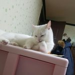 [댓글부탁해] 우리집 고<b>양희</b> 어땡