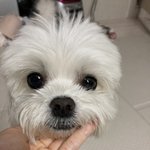 우리강아지객관적으로어때?