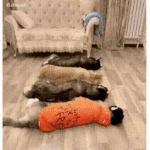 [EXO] 옷은 많이 사는거 보다