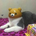 [댓글부탁해] 너네도 내신 영어 지문 내는 거 일케 내?