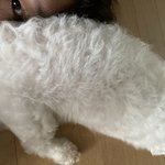 울집강쥐 맨날 엉덩이 들이대