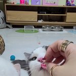 [고양이] <b>간식</b>을 향한 눈빛 보이시나요 :)