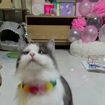 [고양이] <b>낚시</b>는 즐거워