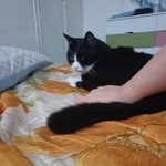 [고양이] 으르신... <b>여름</b> 몰라요?!