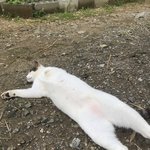 [댓글부탁해] 아빠가 나보고 <b>캣</b><b>맘</b>이래