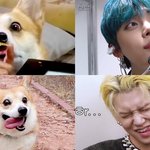 [TXT모아] <b>웰시</b>쭈니