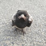 [이것좀봐줘] 너네 까치 <b>정면</b>으로 본적 있냐..?