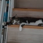 <b>택시</b>잡는 고양이