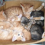 [고양이] 추가) 1년사이 고양이 한마리가 12마리가 되었어요 ...