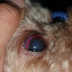 저희강아지가원주애견호텔에서<b>학대</b>를당해돌아왔습니다..