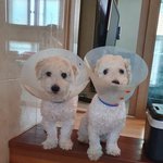 [강아지실종] 털 짧게자른 <b>비숑</b>을 찾습니다