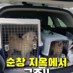 [강아지] 순창보호소에서 2마리 긴급구조