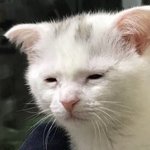 [댓글부탁해] 졸사 <b>쌍테</b> 붙이고 찍어본 사람 있어?