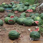 터진 수박에 파리떼 우글…단양 어상천 수박 '쑥대밭'