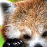 포악함의 대명사(<b>feat</b>. 레드판다)