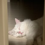 웹툰 잘<b>알들</b> 있냥?
