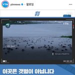 서울 <b>한강</b>에 게떼가..