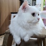 [고양이] 우리 두부 이쁜사진 몇장 올려요....:)