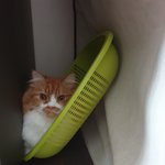 아기냥 호빵이-35