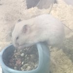 [이것좀봐줘] 우리햄쥐 조카 <b>부엉이</b>같이있음ㅠㅋㅋㅋㅋㅋㅋㅋ