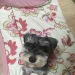 [드루와] <b>울집</b> 강아지 좀 봐줘