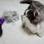[고양이] 냥이의 털빠짐 정도, 보이시나요