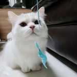 [고양이] 두번쨰) 우리 <b>두부</b> 이쁜사진 몇장 올려요....:)