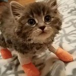 <b>쪼꼬미</b> 애기들 깁스 봣어요???