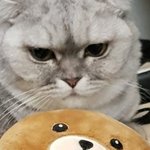[댓글부탁해] 뚱고앵 <b>화난</b>거 귀엽다 추반