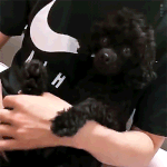 도경수랑 도경수개가 똑닮음