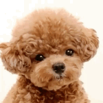 [EXO] 짹에서 <b>조온</b>나 귀여운거 발견함