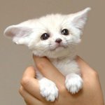 '어린왕자'의 칭긔칭긔 <b>사막</b>여우