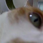 나의 동거묘 <b>도칠</b>이 힘자랑..