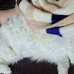 [고양이] 다 컸다고 따로 자네요...