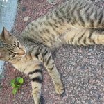 [고양이] (<b>통이</b>네)개냥이 가족의 슬픔