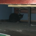 [고양이] 냥줍초보집사입니다 (후기)