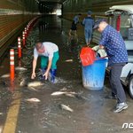 여의도 지하<b>차도</b>에 잉어·메기가 헐떡…300여마리 구출완료