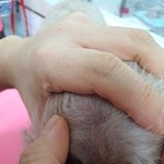 [강아지] 애견호텔에서학대를당해돌아왔습니다..
