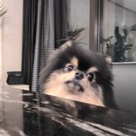 <b>연탄</b>아 태형이 모자 물어와
