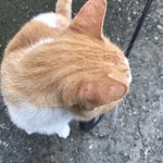 여고 다니는 고1의 벼락치기 후기:<b>점수</b>편: