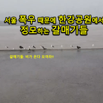 서울 <b>폭우</b> 때문에 한강공원에서 정모하는 갈매기들