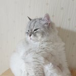 [고양이]<b>세상</b>에서 젤귀여운 시옷 ㅡㅅㅡ