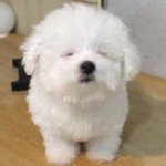[혐주의] 이거 <b>좁쌀</b>여드름 맞아..????? 어떻게 나아져ㅠ?