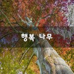 [꼭봐주세요] 행복 <b>나무</b>~